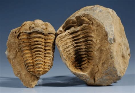 thẻ ghi nhớ fossilization.